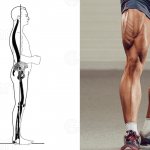 Anatomy of the quadriceps