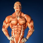 Анатомия мускулатуры человека (культуриста)