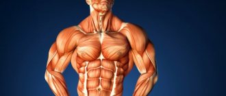 Human muscle anatomy (bodybuilder)