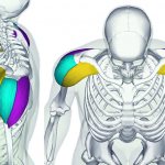 анатомия мышц плеч