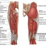 бедренные мышцы