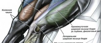 quadriceps femoris muscle