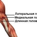 Triceps heads structure