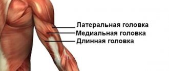 Triceps heads structure
