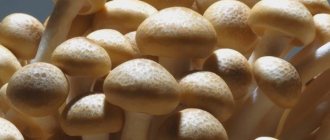 Chemical composition of mushrooms