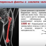 interesting fact about bones
