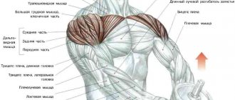 How to pump up your biceps and shoulders