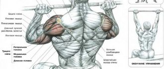 what muscles work during the military press