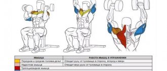 What muscles does the Arnold press work?
