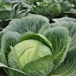 Fresh white cabbage. Calorie content, benefits, harm, vitamins. Recipes for salads, main dishes, cutlets, side dishes, pancakes 