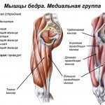 medial thigh