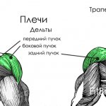 мышцы плеч анатомия