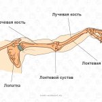 Arm muscles, bones