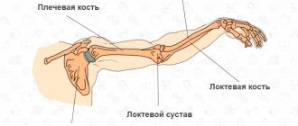 Arm muscles, bones