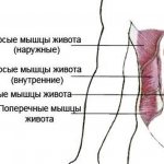 pump up the lateral abdominal muscles of a girl