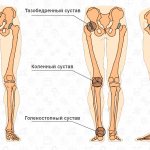 Human leg, bones and joints
