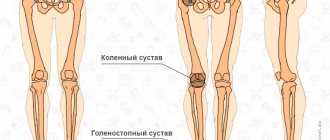 Нога человека, кости и суставы