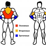 main muscles when working on the horizontal bar