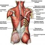 При занятиях с эспандером можно задействовать абсолютно все мышцы спины