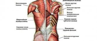 When exercising with an expander, you can use absolutely all the back muscles