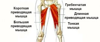 Adductor muscles of the legs diagram drawing