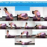 Development of spine flexibility