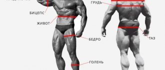 schwarzenegger anthropometry bodybuilding