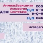 synthesis of asparagine from ammonia