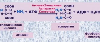 synthesis of asparagine from ammonia