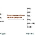 Creatine synthesis in the kidneys