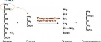 Creatine synthesis in the kidneys