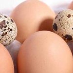 How many grams of protein are in one egg?