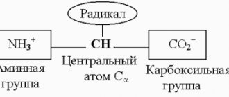 Строение аминокислот: структурные формулы и классификации