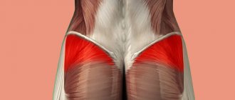 TOP 4 exercises for the upper buttocks