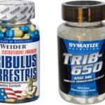 Tribulus and muscle gain