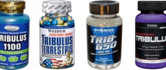 Tribulus and muscle gain