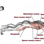Exercises with a roller working muscles