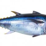 appearance of tuna