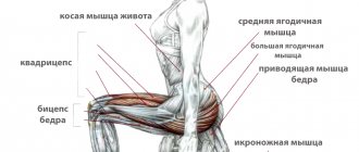 Выпады: работающие мышцы