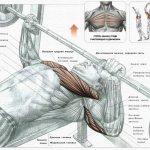 Bench press, which muscles work in the exercise